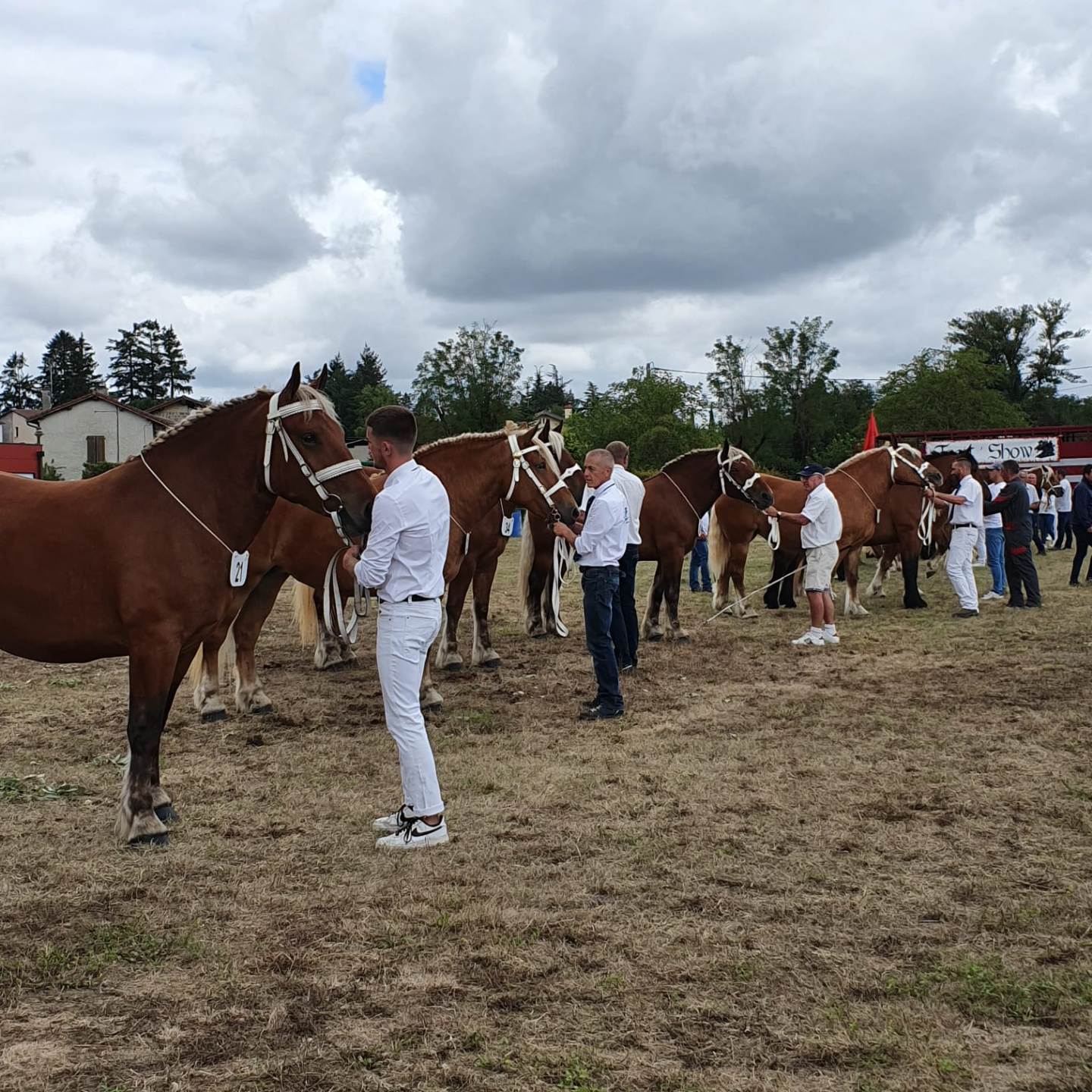L’Ain a accueilli la finale régionale des concours de chevaux de trait 