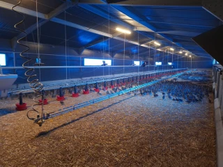 Benoît Lamberet : la volaille par conviction