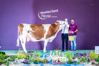 Montbéliarde : le syndicat de l’Ain confirme sa solidité