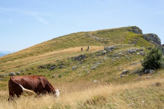 Le pastoralisme sous pression, mais debout