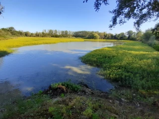 Un réseau se structure face aux espèces invasives
