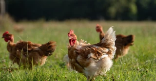 Volailles fermières de l’Ain :  le syndicat veut relancer  les bâtiments