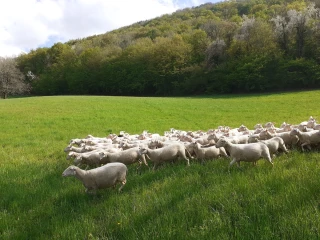 Un nouvel élan pour la filière ovine départementale