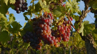 Vendanges : le Bugey à l'approche du coup d'envoi