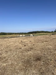 Les éleveurs bovins de l'Ain alertent sur une crise qui dépasse les prairies