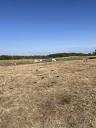 Les éleveurs bovins de l'Ain alertent sur une crise qui dépasse les prairies