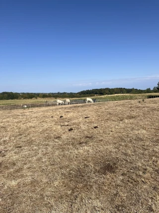 Les éleveurs bovins de l'Ain alertent sur une crise qui dépasse les prairies