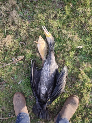 Grand cormoran : bientôt un téléobjectif pour alerter les éleveurs
