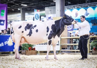Prim’Holstein : niveaux records de production pour les éleveurs de l’Ain