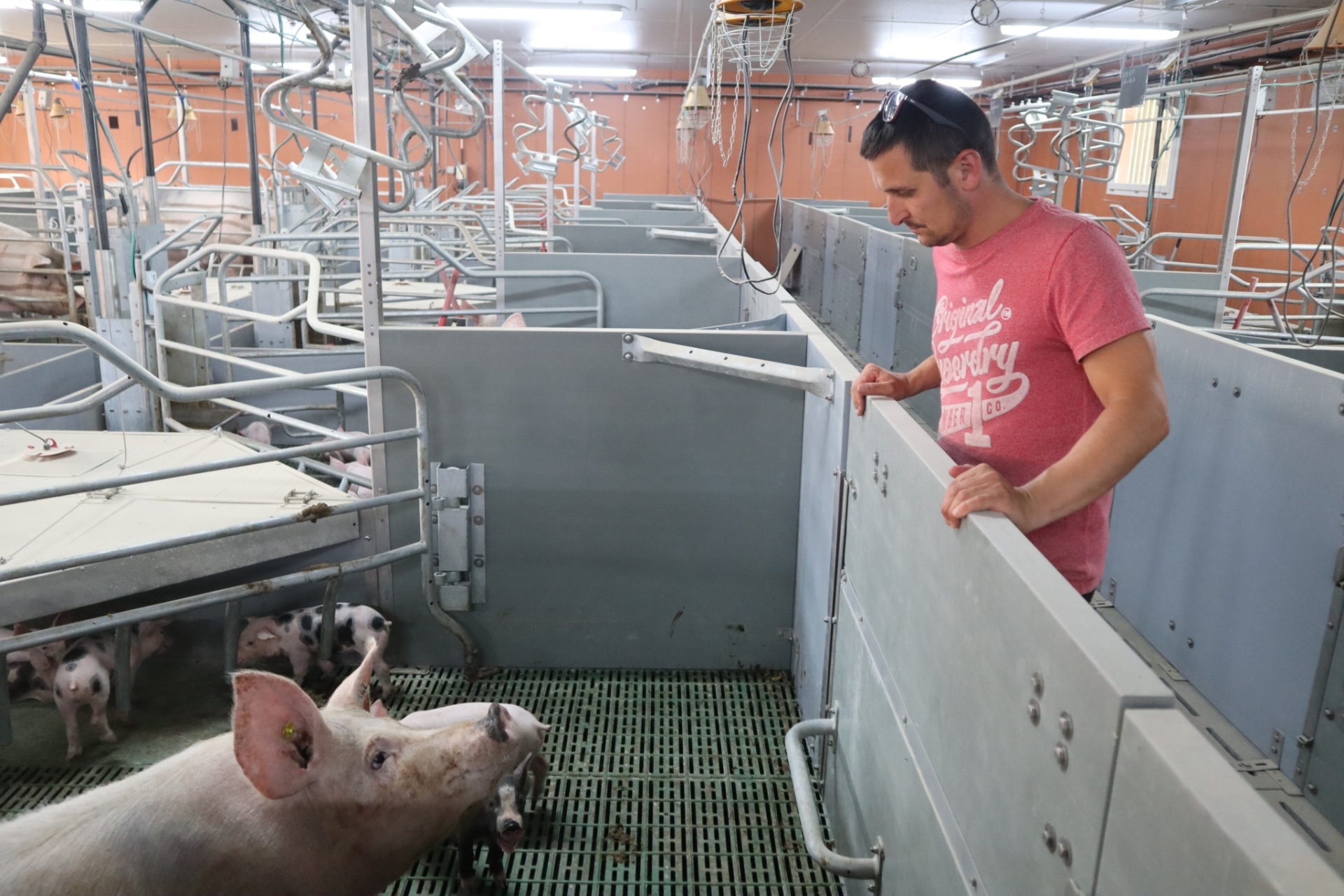 Qu’y a-t-il derrière la nouvelle filière Porc de Bresse ? 