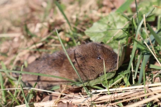 Le campagnol, fléau des prairies
