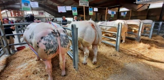 Le concours du Bœuf de Pâques fait son grand retour au foirail de la Chambière