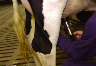 Le prix du lait conventionnel rejoint le prix du lait bio selon l'idole