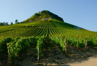 Retrouvez les chiffres de la récolte 2022