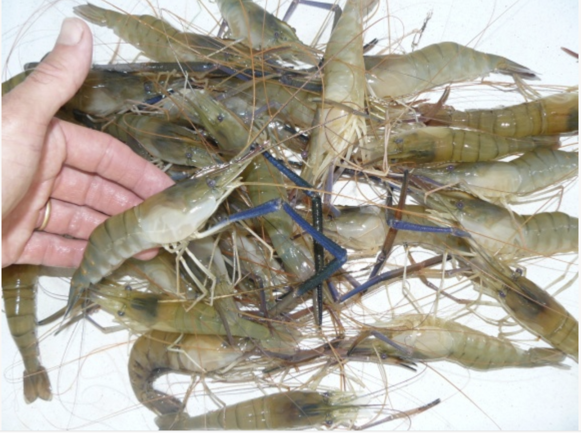 Introduction de crevettes d’eau douce en Dombes : pourquoi la DDT est-elle aussi prudente ? 