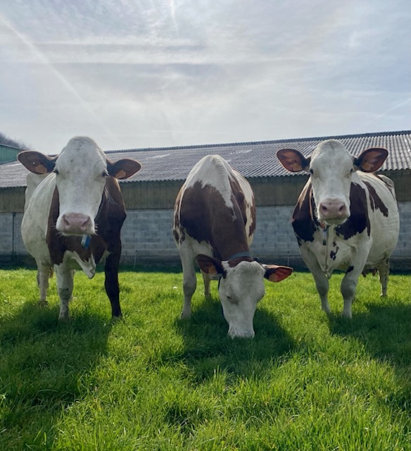 Vaches en piste : 33 vaches représenteront l’Ain à la Roche-sur-Foron