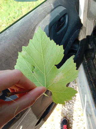 Mildiou : des cas présents, mais maîtrisés
