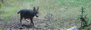 Loup : un premier cas de reproduction observé dans l’Ain