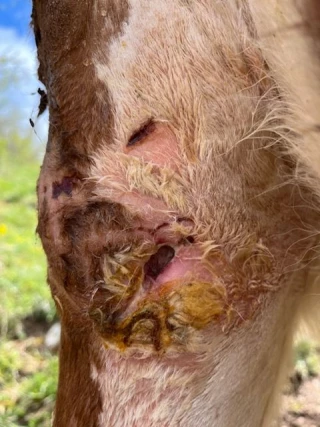 Une génisse mordue, l’instruction toujours en cours