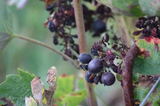 Une récolte historiquement basse, c’est « du jamais vu »