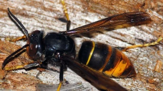 Trois fois plus de nids détruits ou signalés que l’année dernière