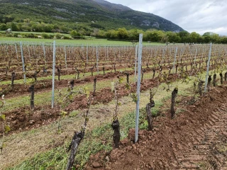 Le vignoble du Bugey transi par les gelées de la Lune rousse