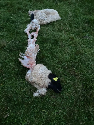 Un loup tue une brebis et en blesse deux autres à Vieu-d’Izenave