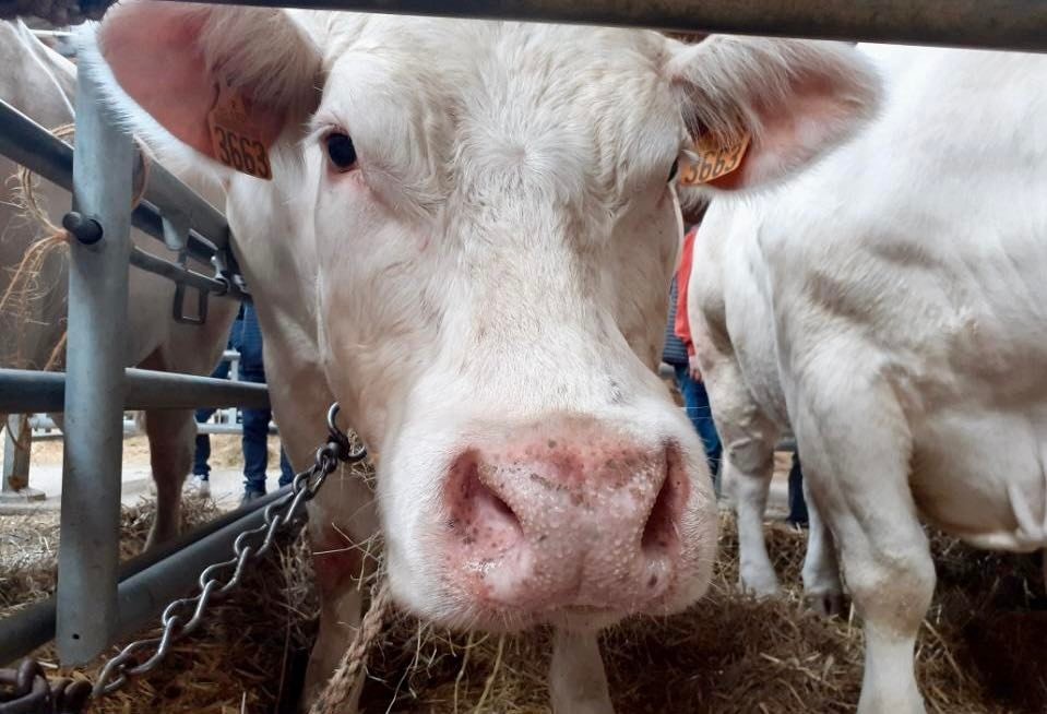 Le concours du Bœuf de Pâques, c’est ce samedi