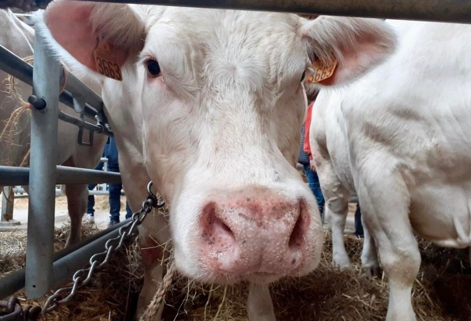 Le concours du Bœuf de Pâques, c’est ce samedi 