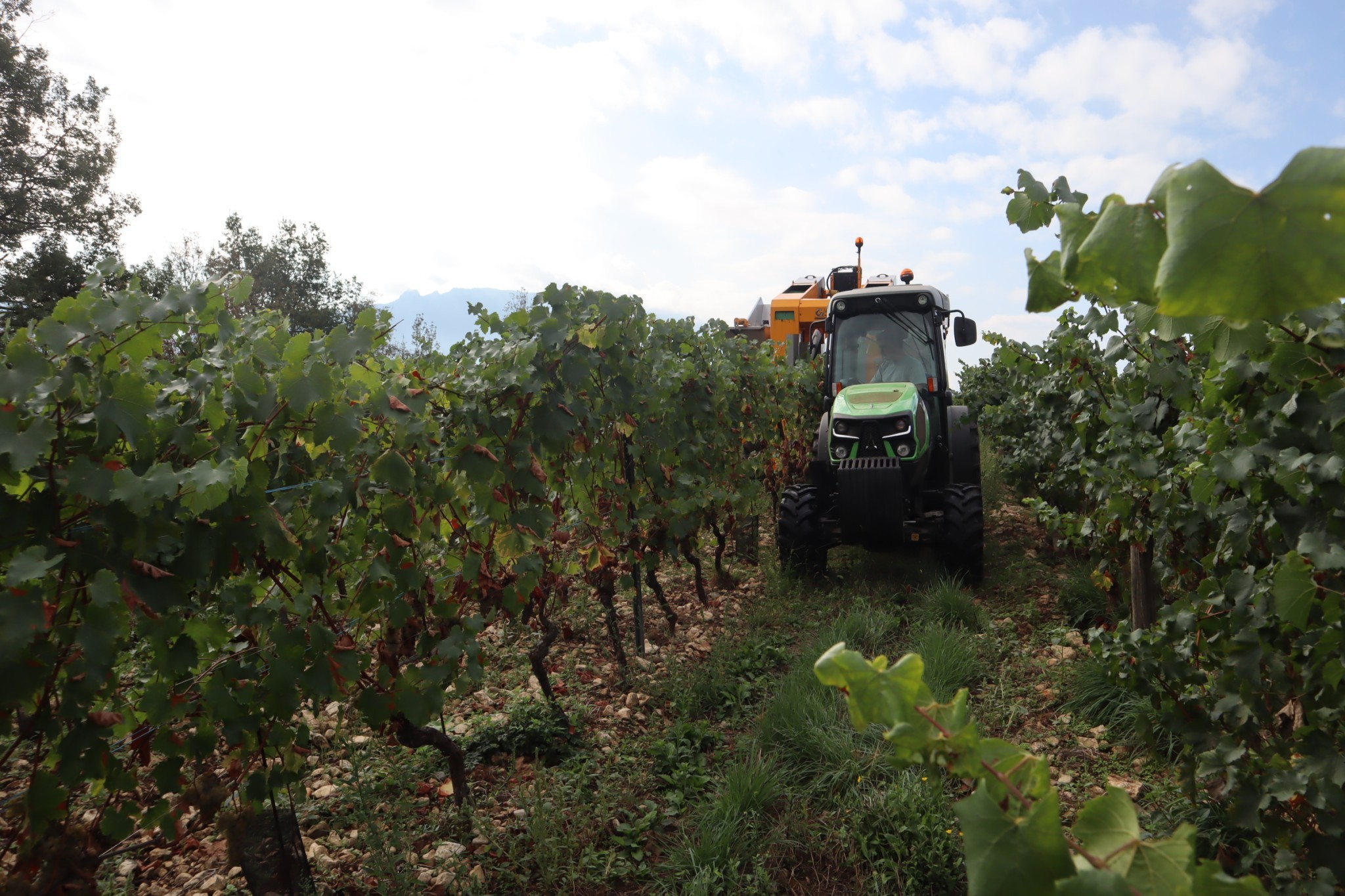 La vendange déjà bien avancée annonce une belle qualité pour les appellations du Bugey