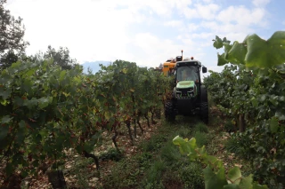 La vendange déjà bien avancée annonce une belle qualité pour les appellations du Bugey 