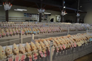 Réveiller la « belle endormie »