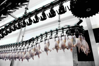 Volailles : des abattages en repli