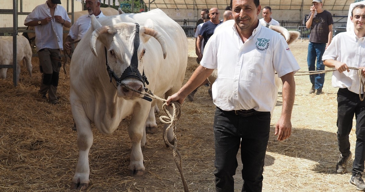 L’édition 2023 du concours Charolais Sud-Est se prépare déjà