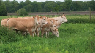 Tuberculose bovine : mesures renforcées face à la hausse des foyers