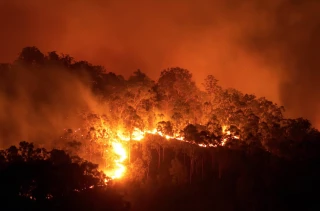 Les forêts auront leur météo