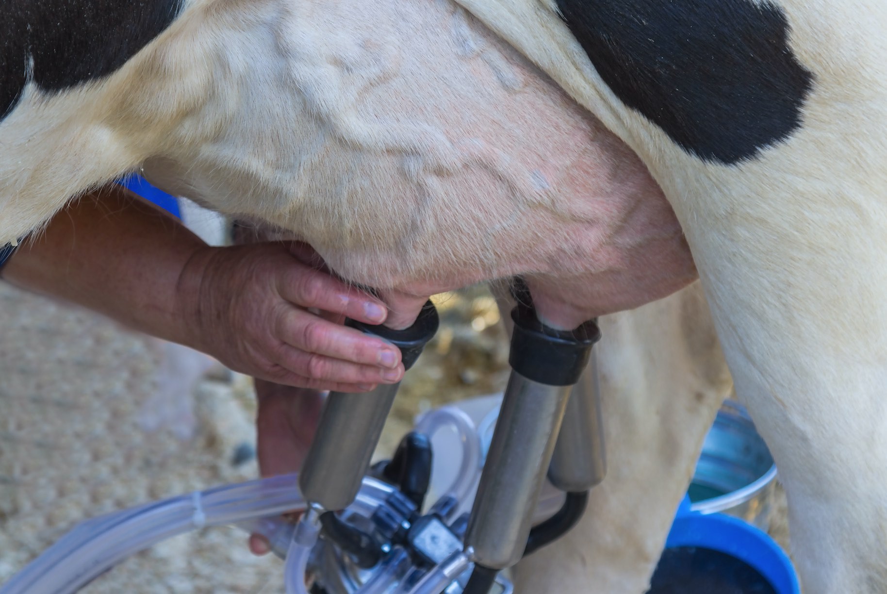 Toujours moins de collecte de lait de vache en mars 2023