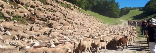 La Fête de la transhumance se réinvente au pays de la Clairette
