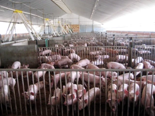 Le Copa-Cogeca alerte sur les conséquences d’une interdiction des cages