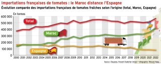 Les tomates marocaines distancent les espagnoles