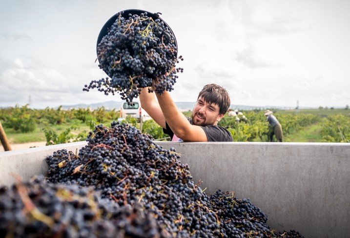 Vin : la distillation de crise autorisée