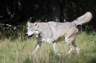 Plan loup 2024-2029 : les professionnels se mobilisent