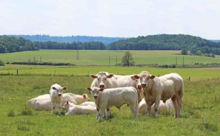 La relocalisation de l’engraissement est en marche