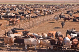 États-Unis : la grippe aviaire touche les bovins