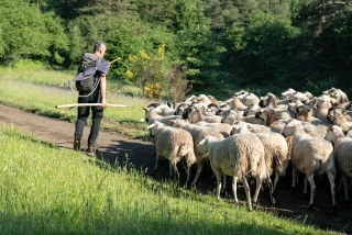 La France se prépare contre le sérotype 3 de la FCO