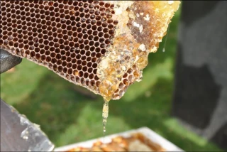 Année catastrophique en vue pour le miel de printemps