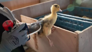 Influenza aviaire : le niveau de risque remonte