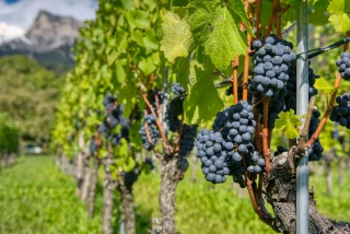 34 400 ha d’arrachages de vignes en quête de financement 