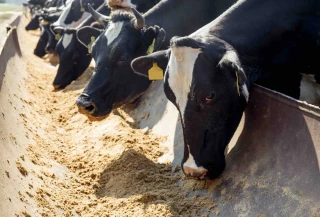 Alimentation animale : la filière reste sous pression