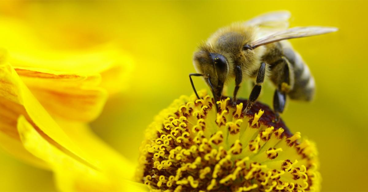 Plan pollinisateur : l'Anses pas complètement suivie